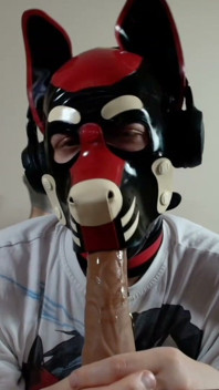 Latex Pet Sucks His Rubber Bone. Watch the Full on My Fancentro