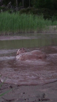Bagno di fango in uno stagno profondo in una cava di ghiaia