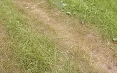 Random Passerby Watching Sex in Backseat of Car. Outdoors