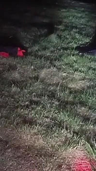 Me desnudo y salgo por la noche