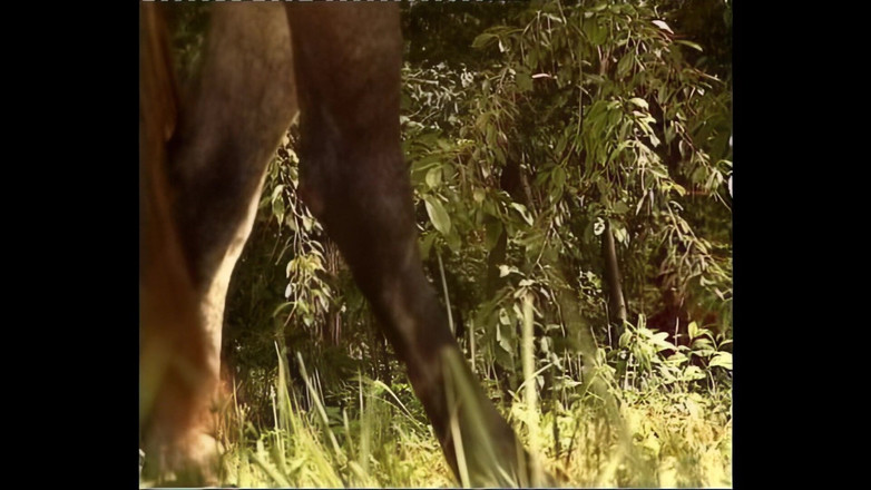 Cinema X: Wanita peasant jalang dikongkek di luar bandar