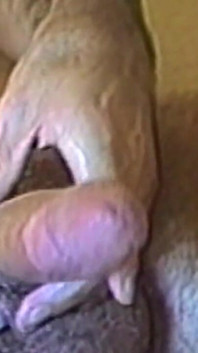 Semental musculoso acaricia su polla gruesa lentamente