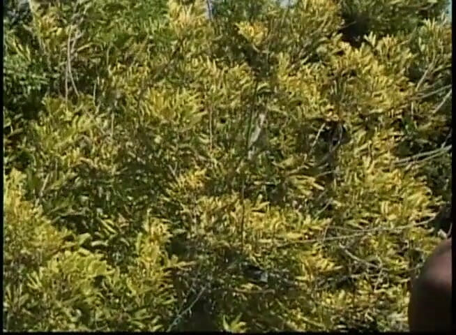 CBD Media Interracial: Couple having picnic fucking outdoor