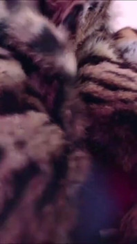 Fur Cam Show