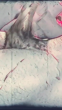 Art porno