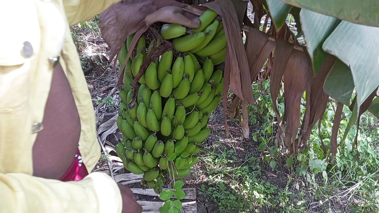 Indian Hijraji: Desi Shemale and Boyfrends Have Sex in Banana Garden