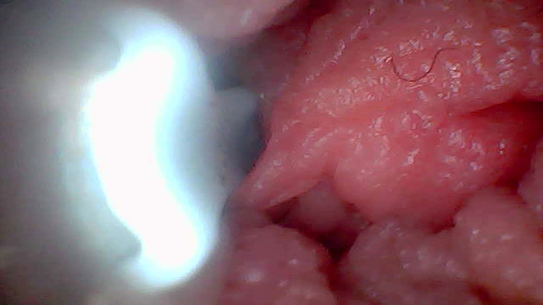 Twittiy: Låt oss ta en titt in i min saftiga fitta...