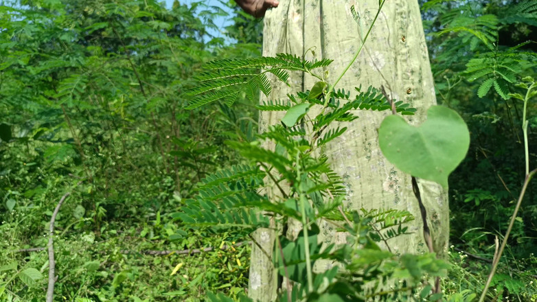 Inba: Stiefbruder fickt dschungelseite