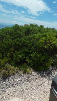 Holiday Pissings and Golden Shower Part Ii