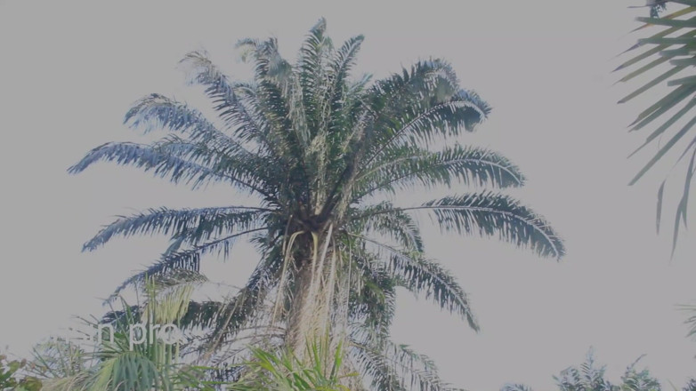 Zion: Petani bertuah menangkap dua kongkek ini di ladangnya dan memutuskan...