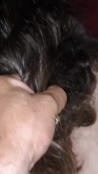 Žhavý anální Sex Arabské MILF Manželky Tvrdé anální Šukání