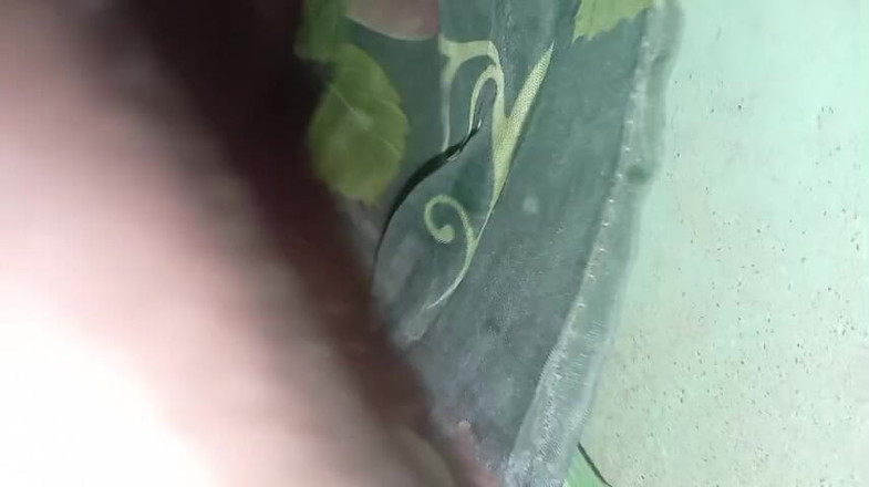 Africatrans: Sandra Braucht Einen Großen Schwanz