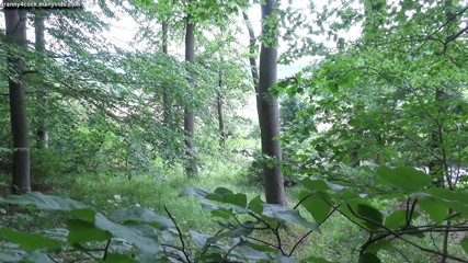 Tranny 4 cock: Tranny slet in het openbaar vóór toeschouwers gebruikt in het...