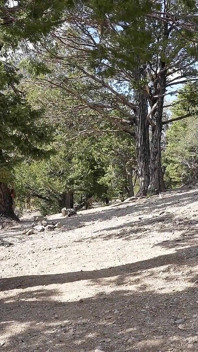 Downlowboys - Jock Hikers Meet up in the Woods for a Quick Interracial Fuck