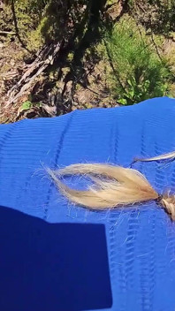 Blonďatá děvka vytážená a ošukaná v lese!