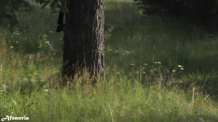 Afemeria: Lustvolle brünette zieht sich im wald aus und geht nackt