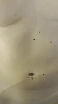 Lety Howl é fodida pelo entregador na cozinha