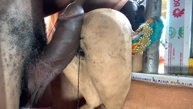 Bangcum8: Секс-шоу з великим глибоким раком