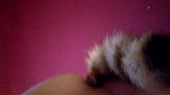 Joslin: Joslin трясет анальным хвостовым плагом