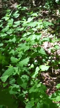 Stinging Nettles & Pissing Outside Femdom Slave Humiliation