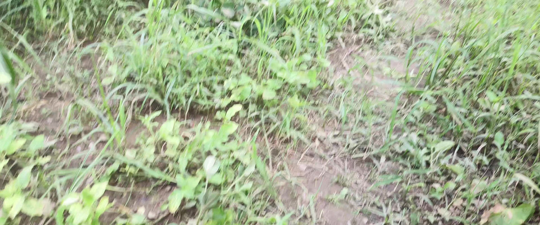 Racing: Fucked Sister-in-law as a in the Forest