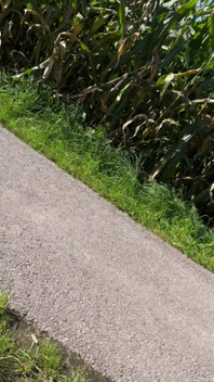 Şişman Genç Horoz Halka Masaj Yapıyor