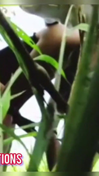 Esbelta chica en la jungla
