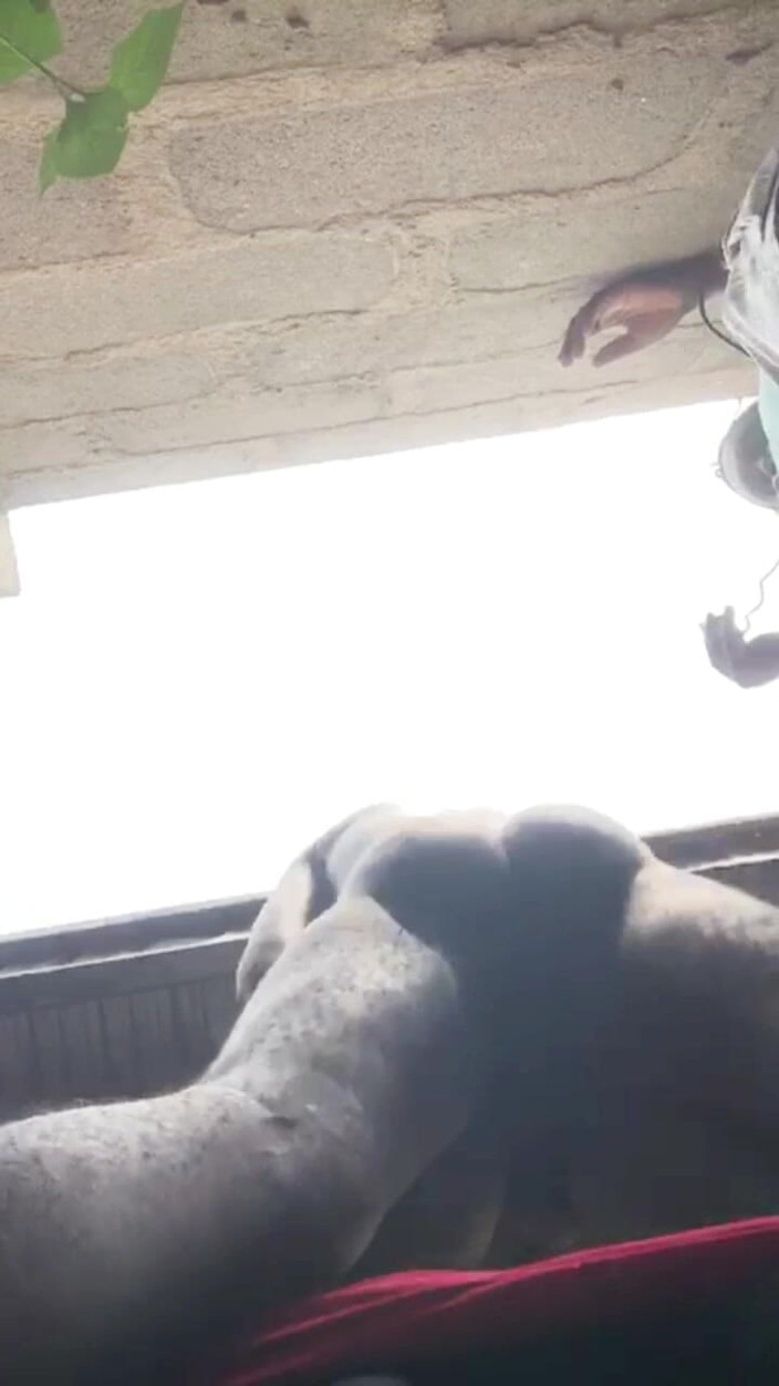 Sexylary: 보기 아래의 도기 바레백