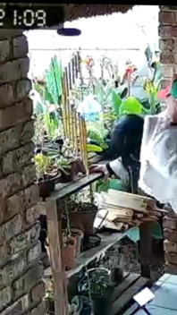เจ้านายคัคโอลด์อยากให้ฉันเย็ดเมียหีเสือกของเขา ขณะที่เขาชักว่าว