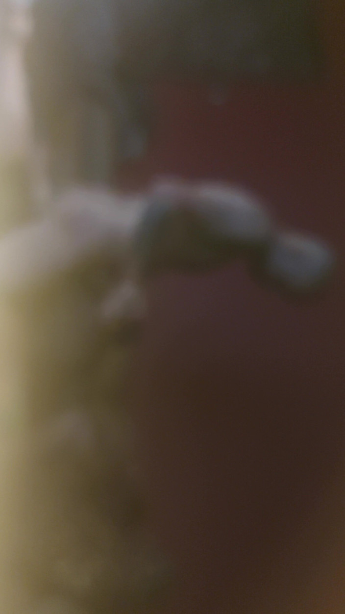 BbwCreampie69: Tlustá děvka chce být tvrdě ošukána