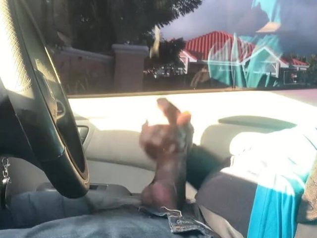 Public Car Jerk off (ThickDIckJamaican)