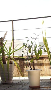 Peeing on a Potted Plant
