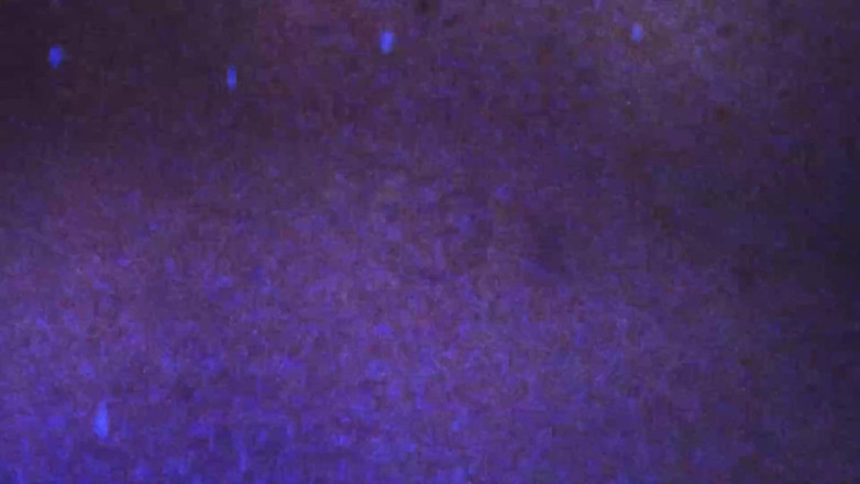 Brazilian Transsexuals: TS 에스텔라 두아르테가 애인을 따먹다