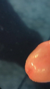 Juicy Close up