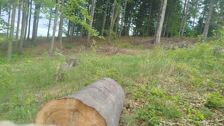 kickerscooter: Waldsprung