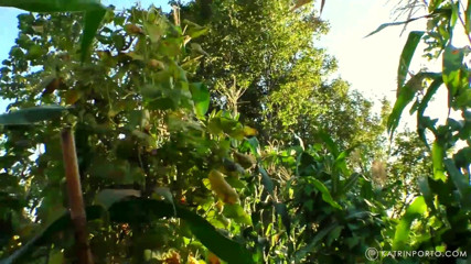 Katrin Porto: BBWife`s garden fucking