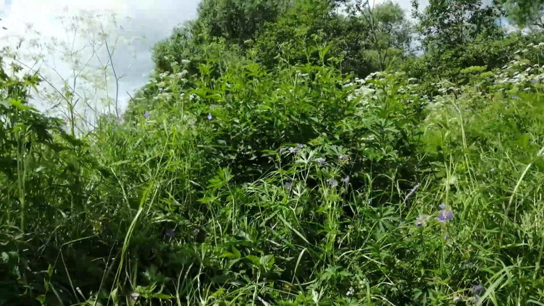 Horny Fuck Bitches: Im Feld Draussen Gefickt