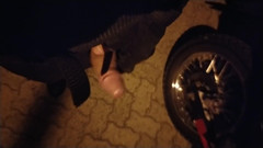 Guivideos: 공공 장소에서 하드 페니스로