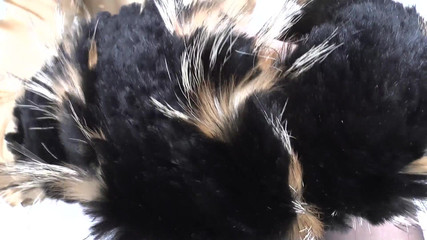 Lady Victoria Valente: Entraînement à l’éjaculation : renifler une écharpe en fourrure et un sperme, Lady...