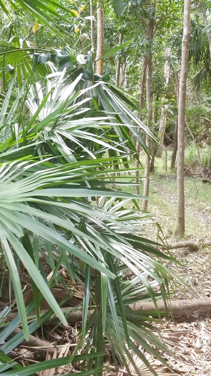 Madaussiehere: Risky Outdoor Walking Track Cum in One-piece Swimsuit