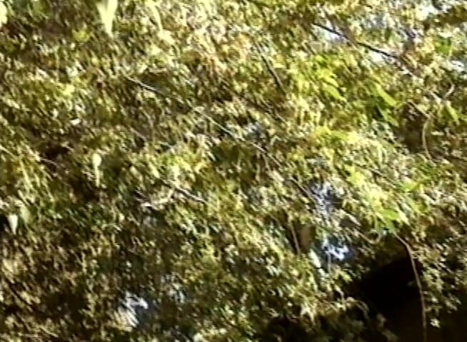 Real Swingers: Ebony whores get fucked and facialized