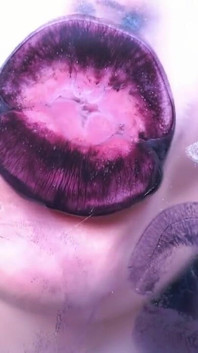 Get Lost in the Mesmerizing Gloss of My Phat, Gothic Lips as I Tease and Kiss You Into Submission