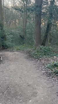 Promenade dans le bois