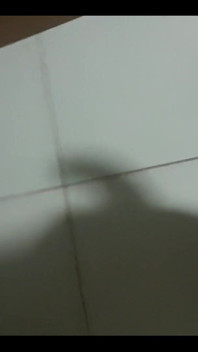 Shadow of Cock