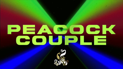 Peacock couple: Muff Diving