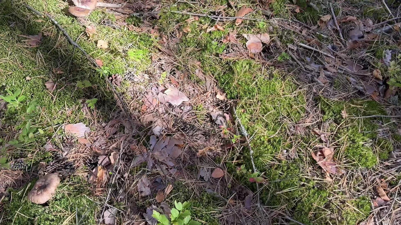 Loly Lola: Beste eigengemaakte pornovideo