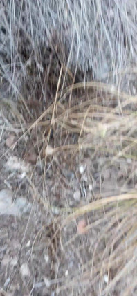 Risky Piss, I Had to Urinate in a Field Behind Some Flats Because My Cock Needed to Pee.