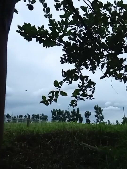 Troye_AsianPinoy: Mabilisang Jakol Sa Bukid - филиппинская мастурбация на улице