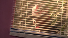 Black Desires: Hermanastro Jon Jon folla hermanastra blanca pálida Jenna Ivory