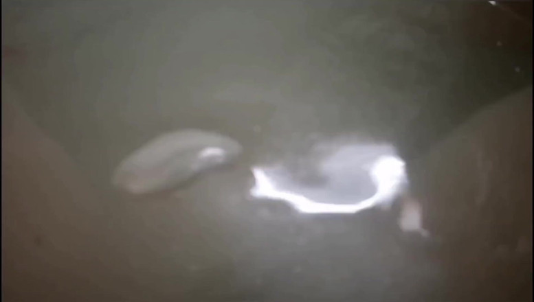 Erotic Tanya: Easter gift - underwater farts